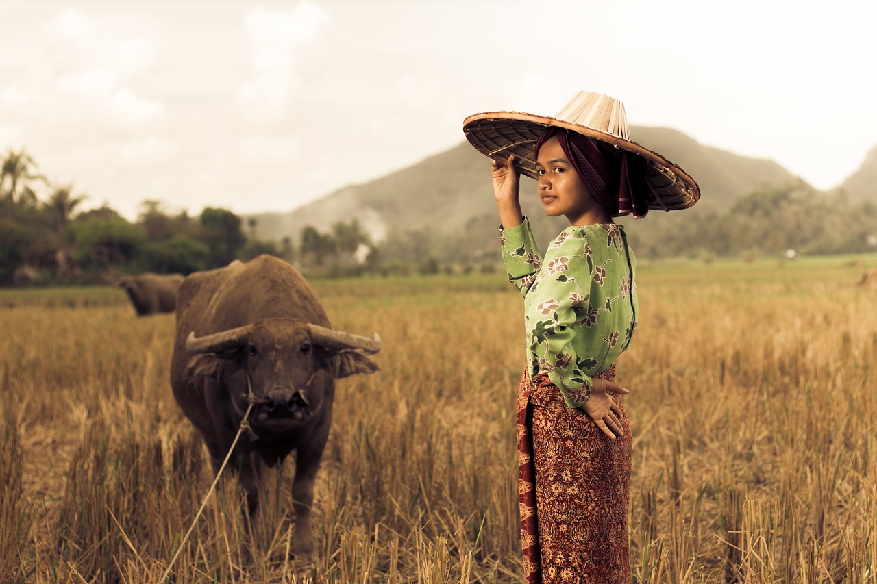paddy field girl west sumatra free photo