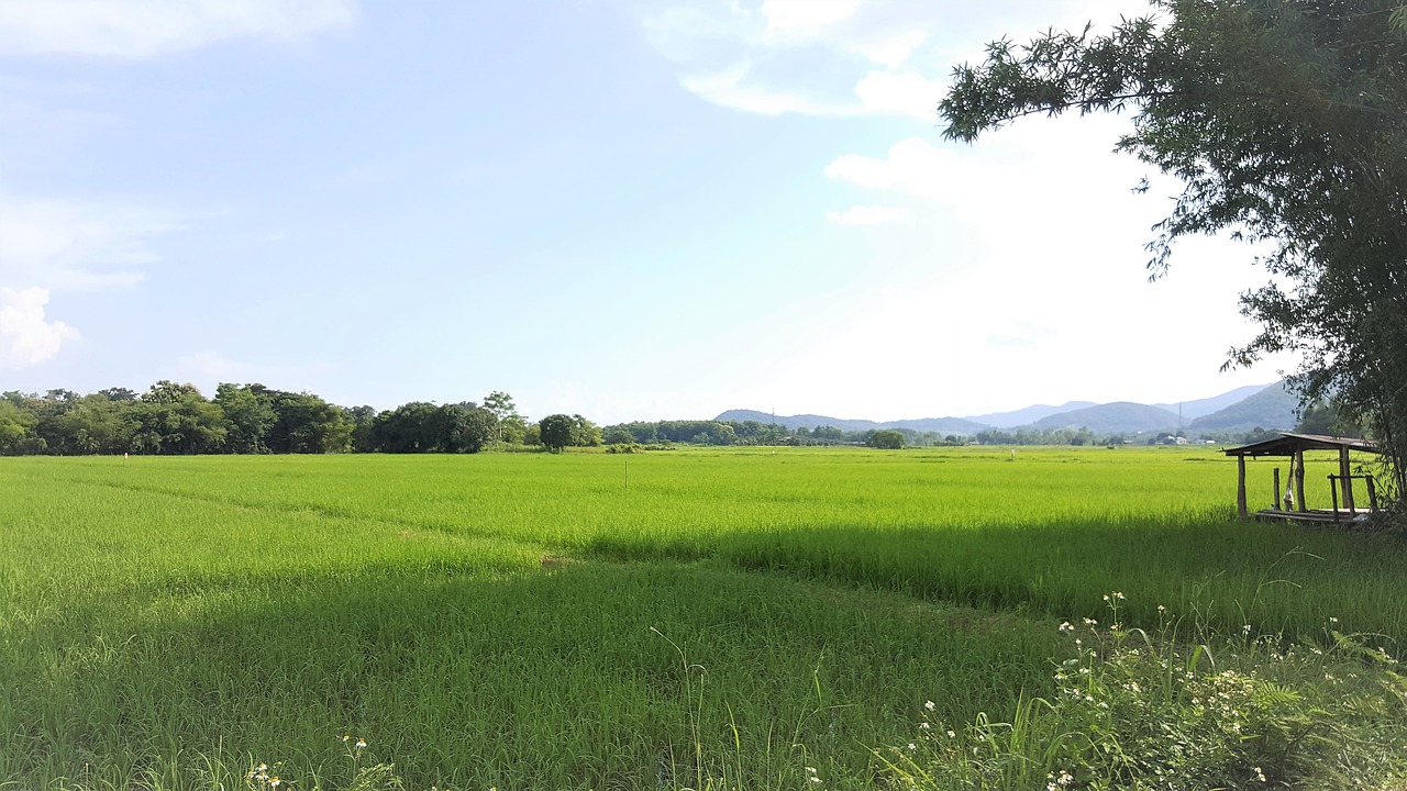 paddy field rice field green free photo