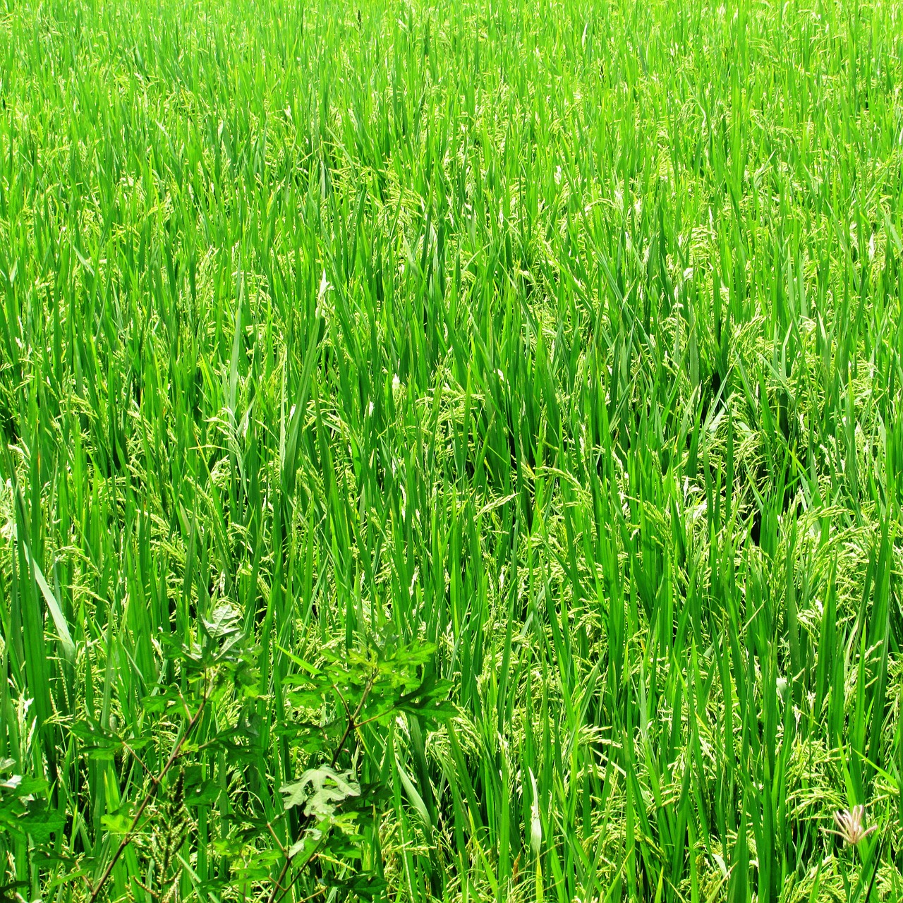 paddy field rice field plantation free photo