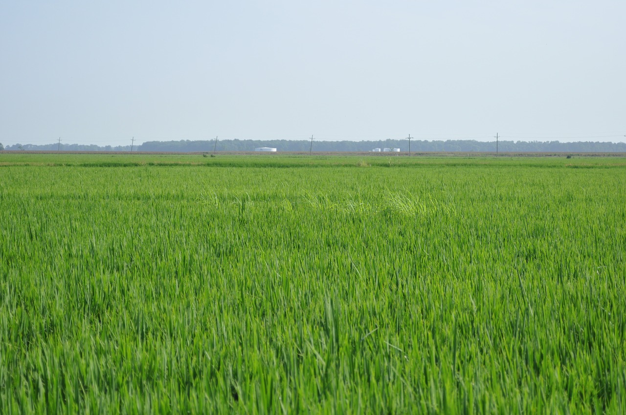 paddy fields rice thailand free photo