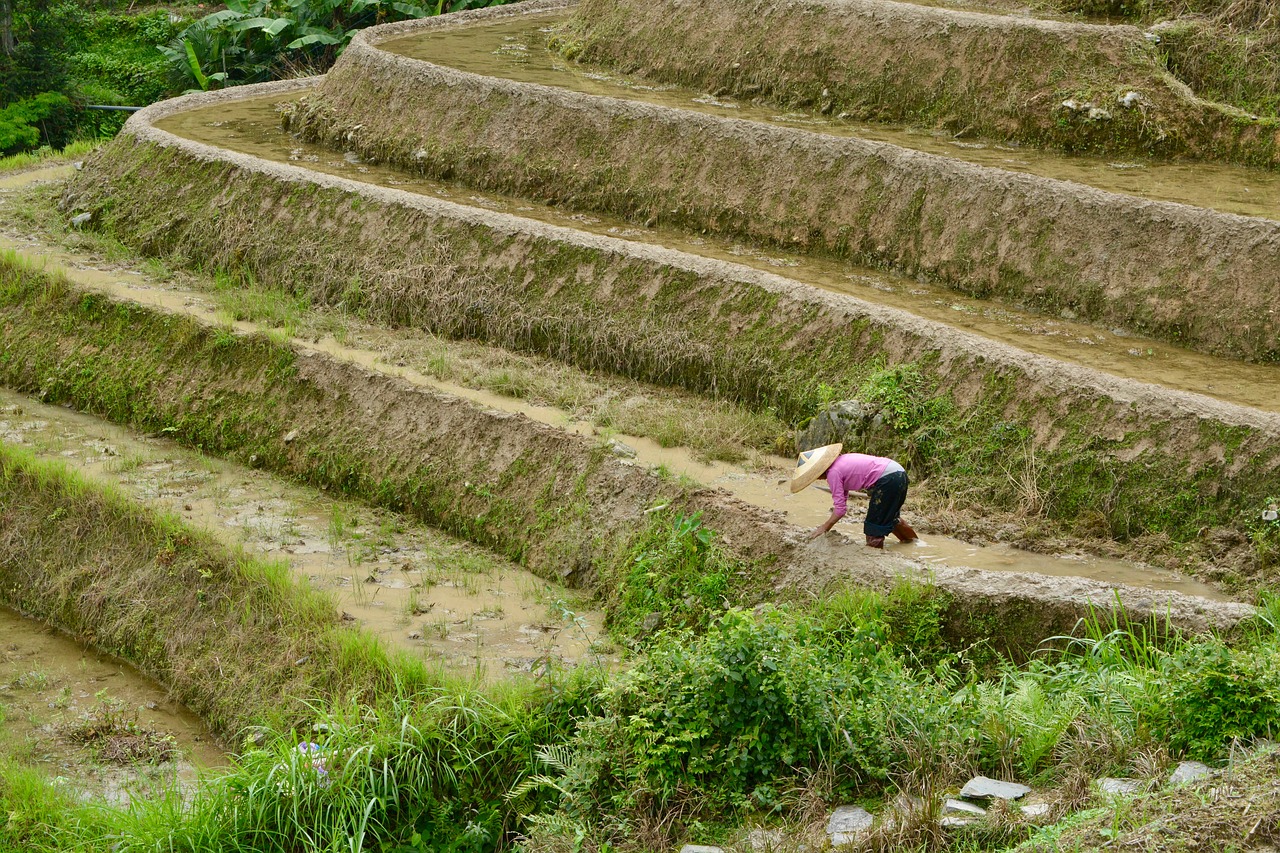 paddy fields paddy fields free photo