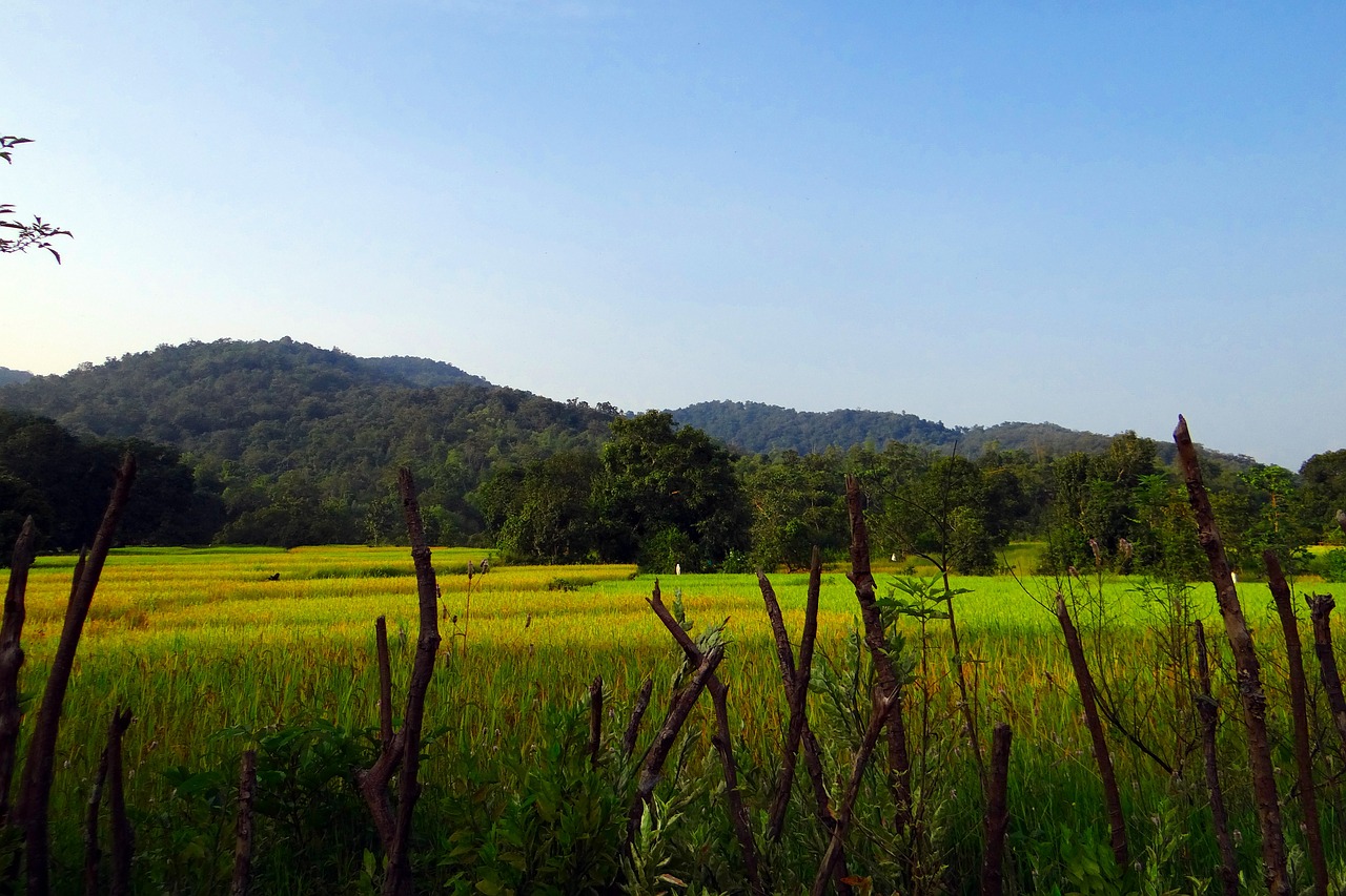 paddy fields rice fields free photo