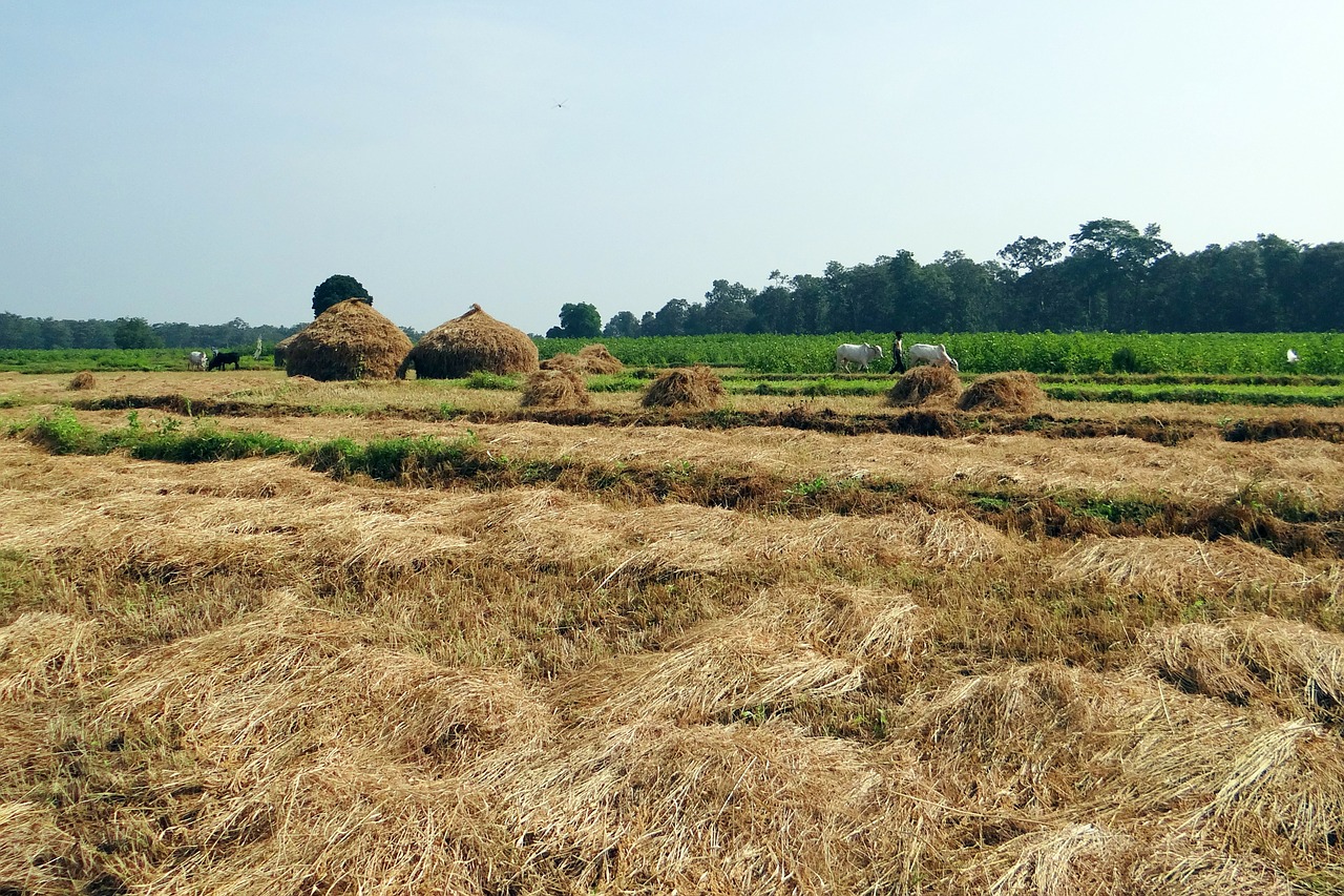 paddy harvest hay stack workers free photo
