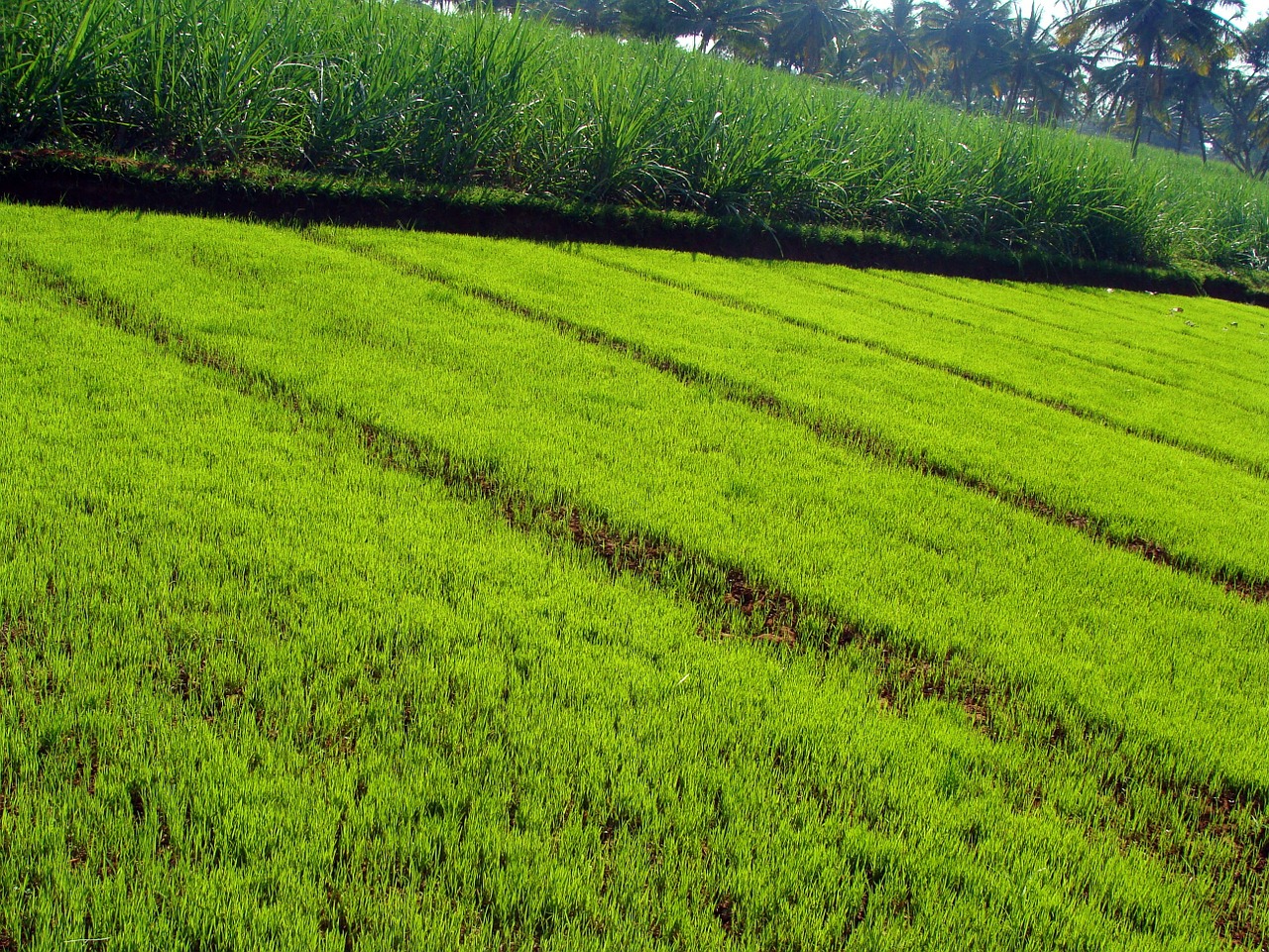 paddy nursery paddy seedlings agriculture free photo