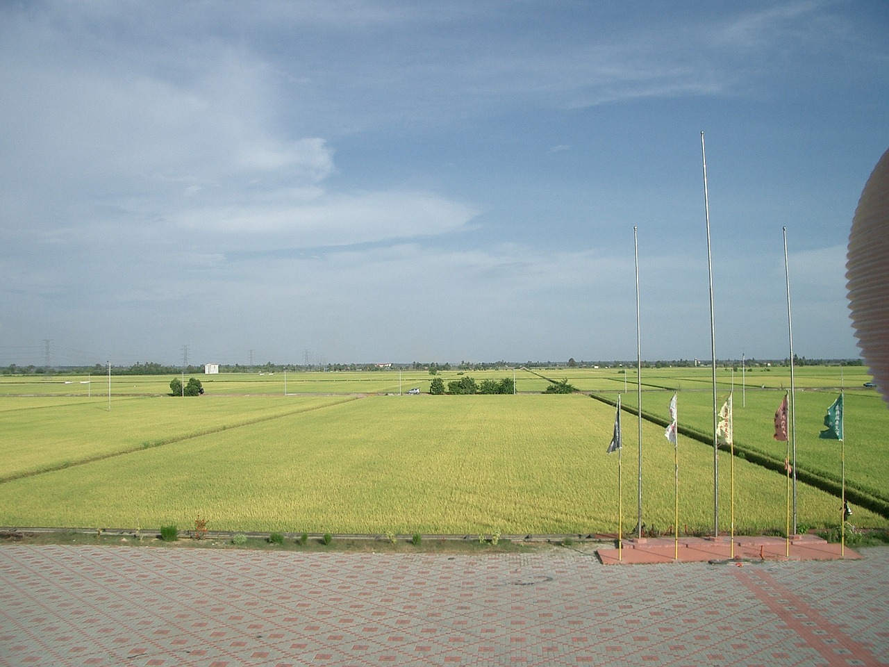 padi field fields greenery free photo