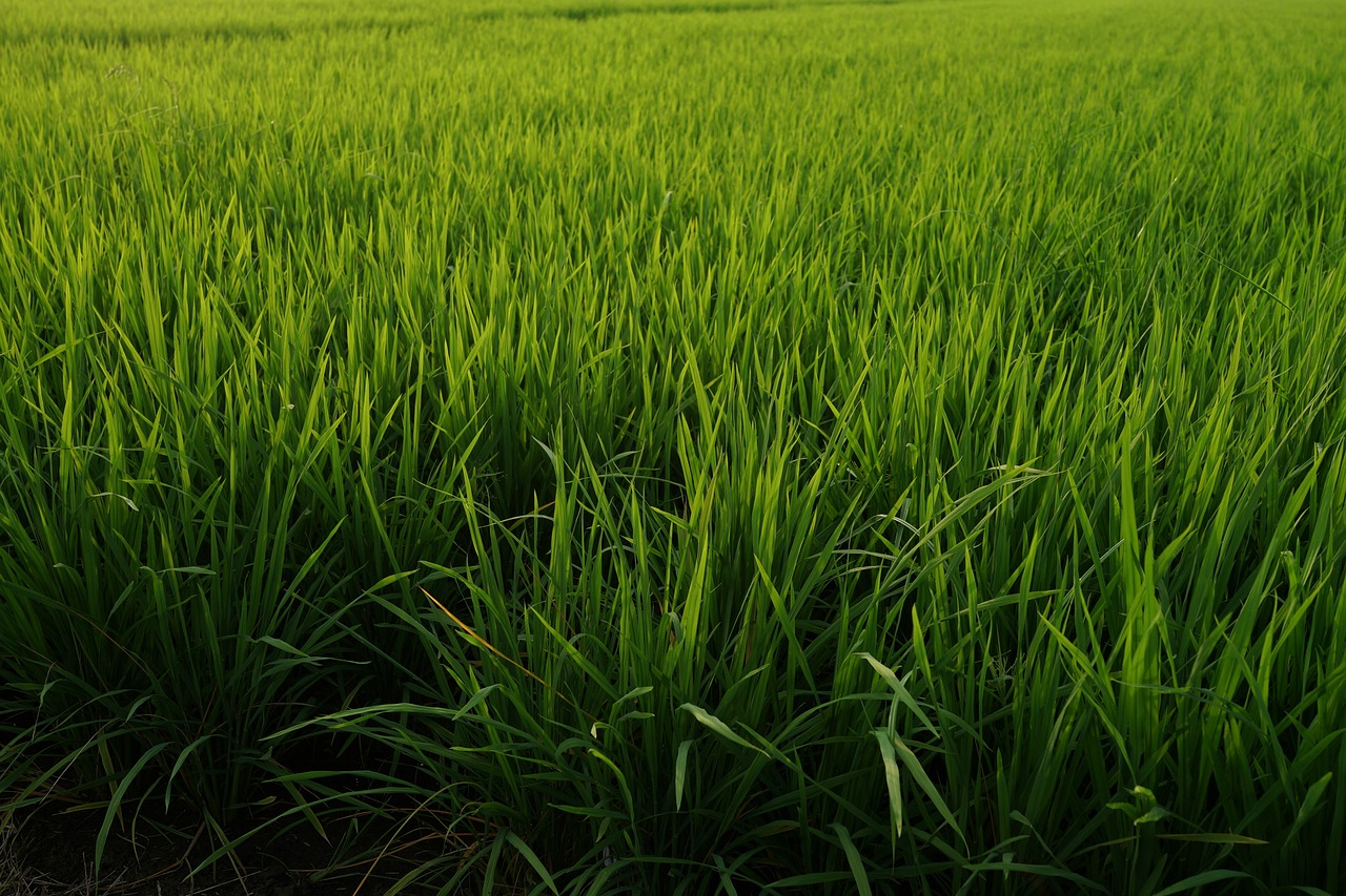 padi fields rice production malaysia free photo