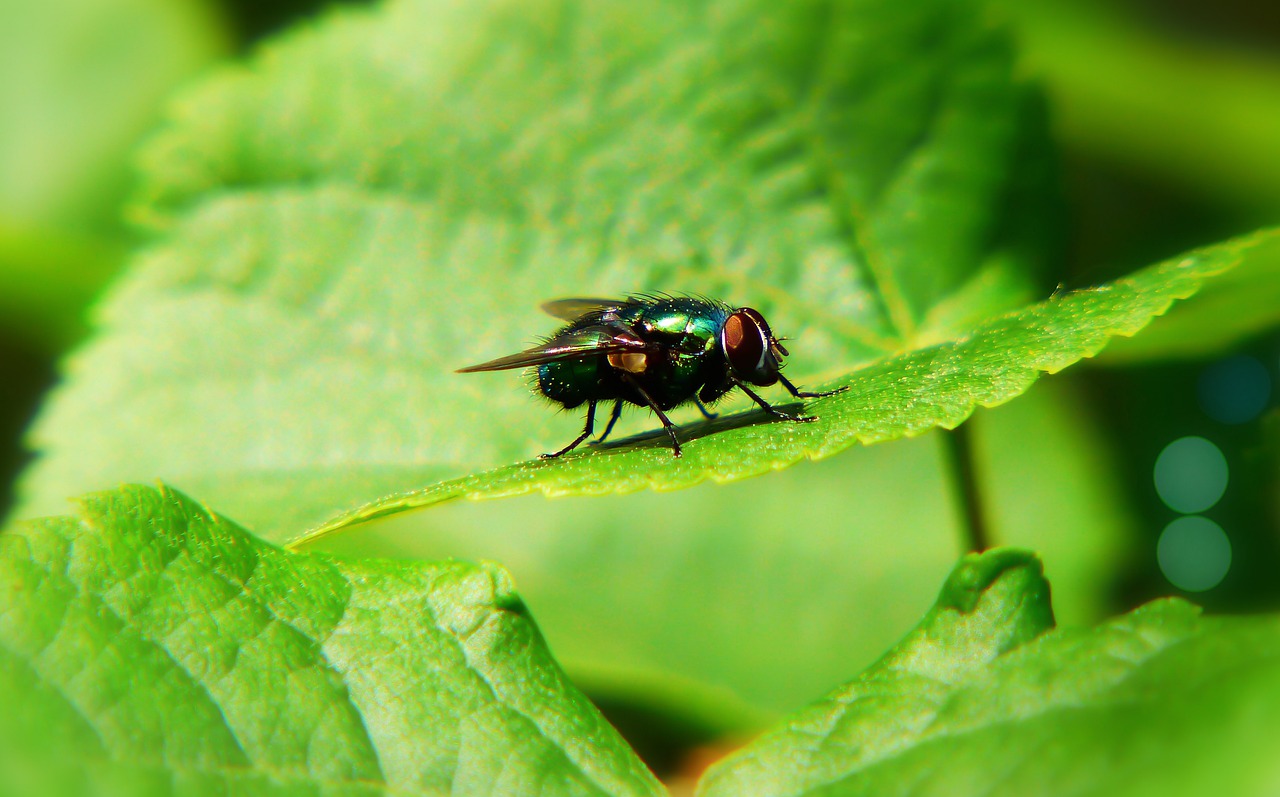 padlinówka imperial  muchówka  insect free photo