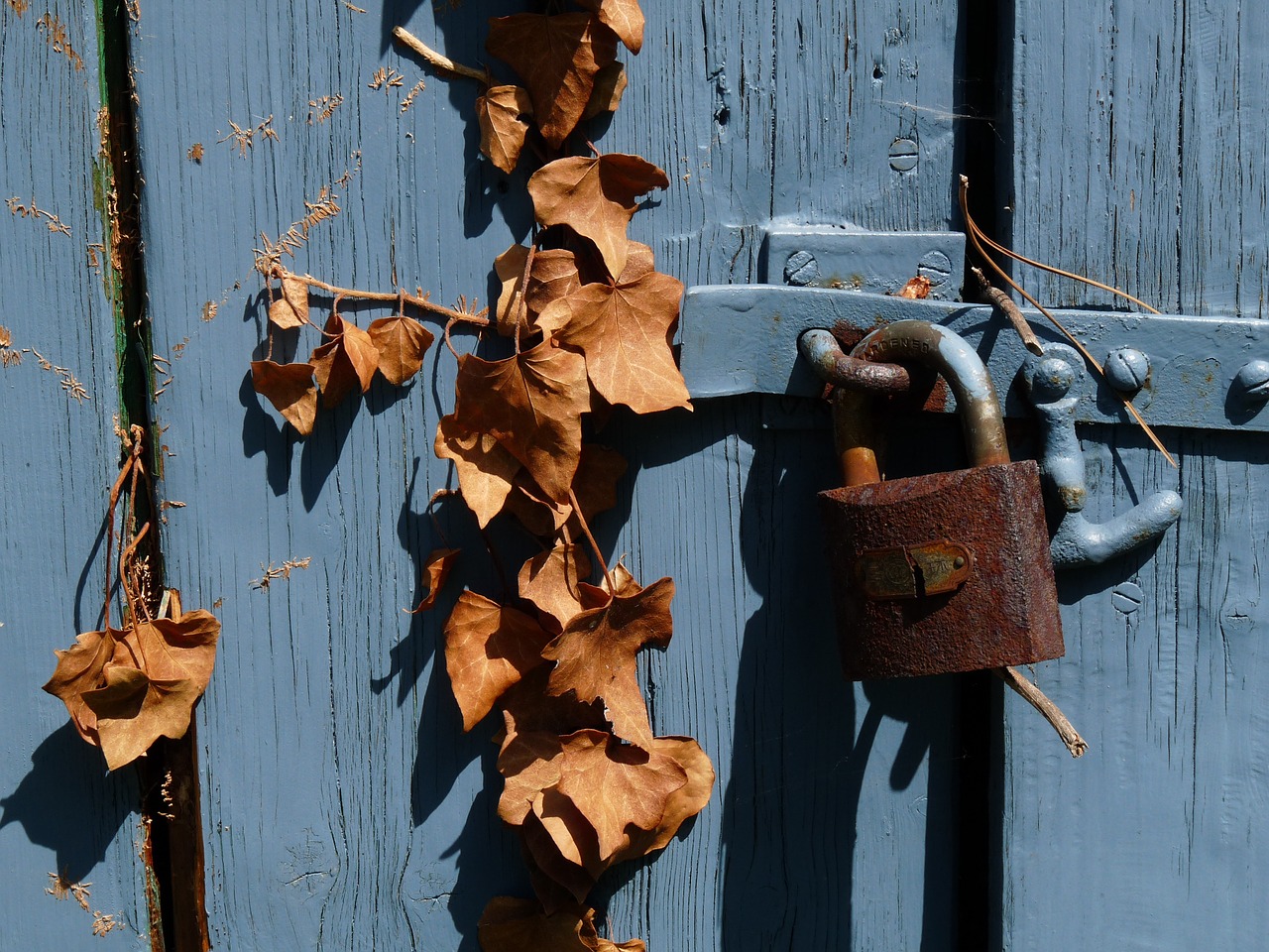 padlock foliage blue free photo