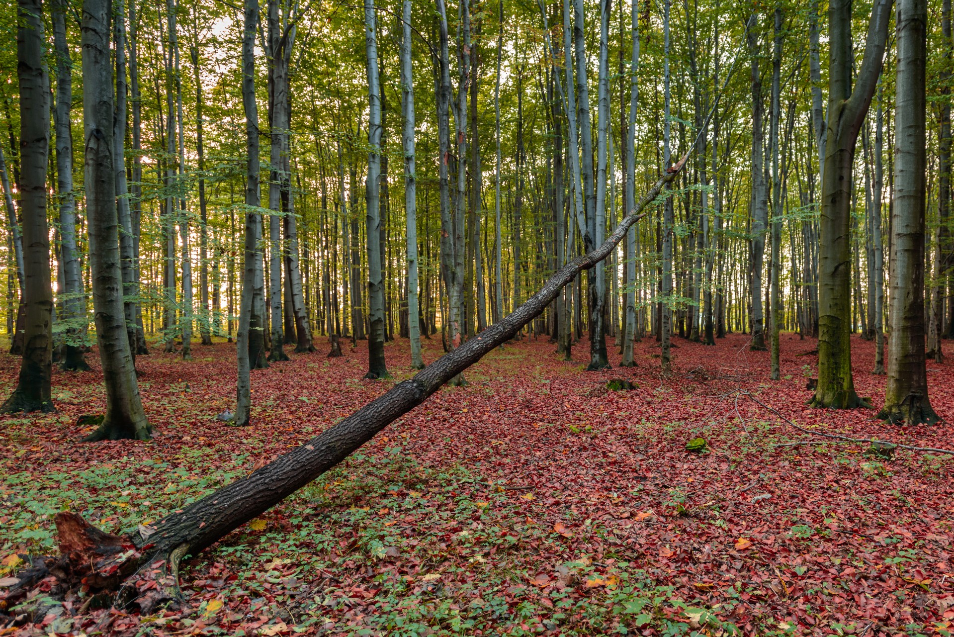 tree foliage leaves free photo