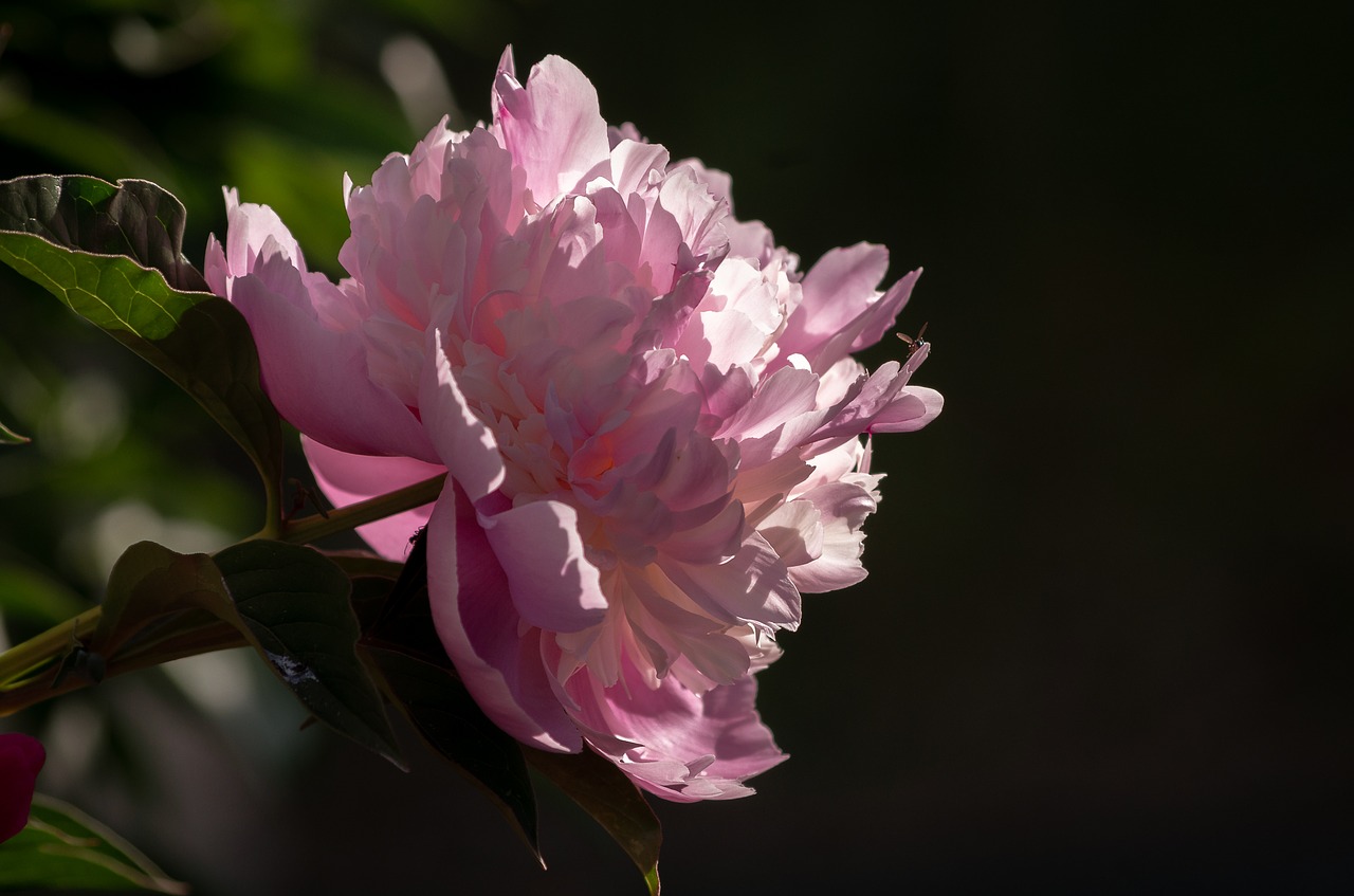 paeonia  peony  blossom free photo