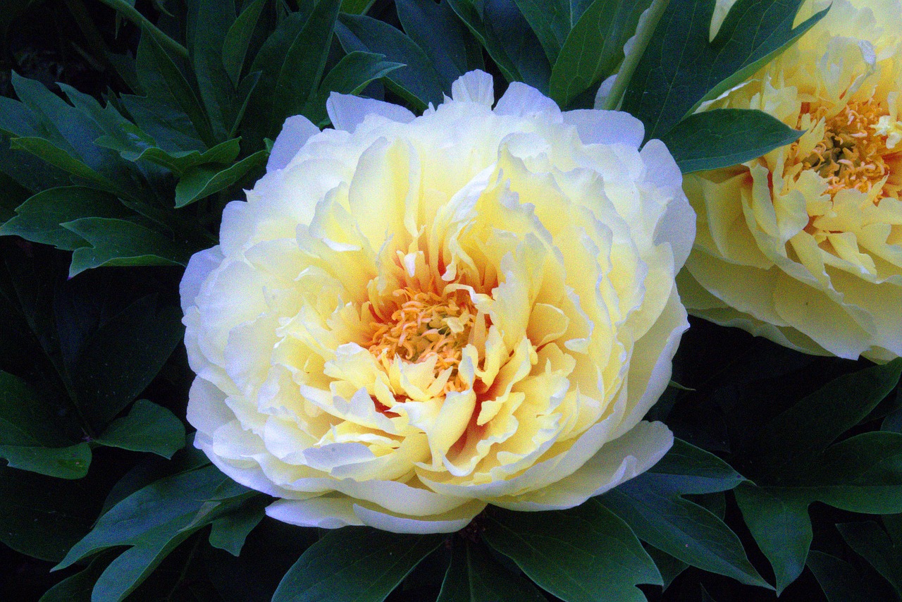 paeonia itoh bartzella  bartzella  intersectional free photo