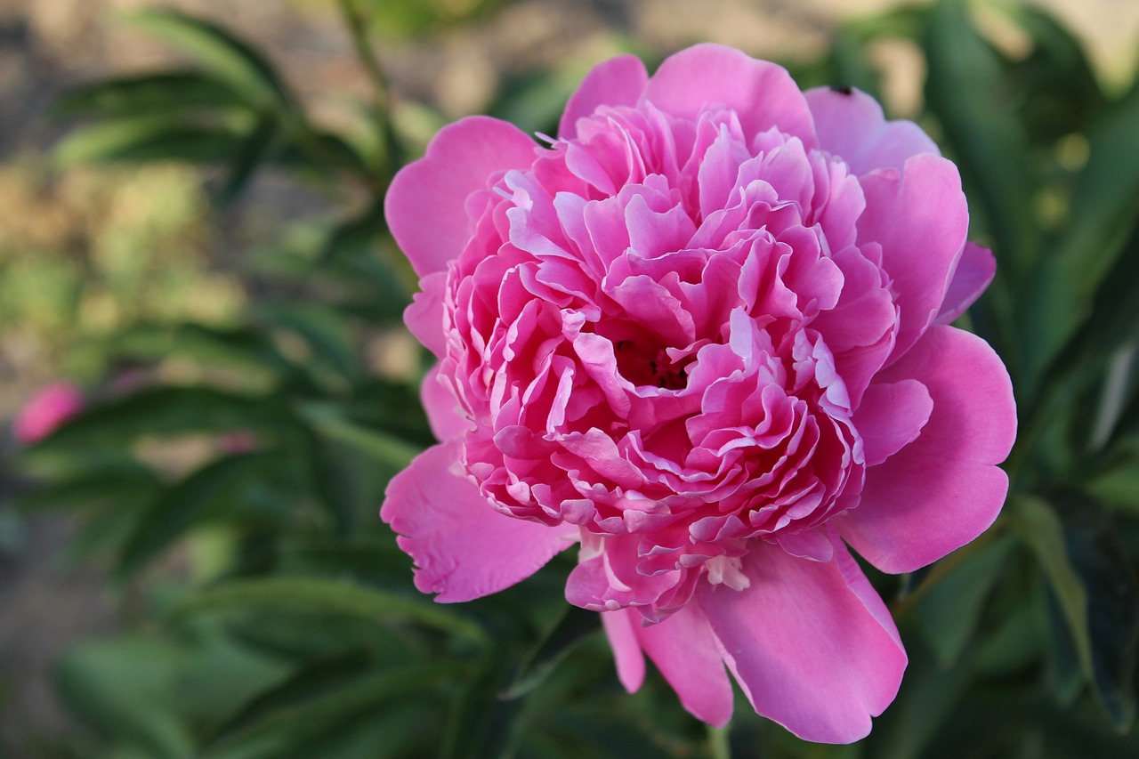 paeonie  peony  beautiful free photo