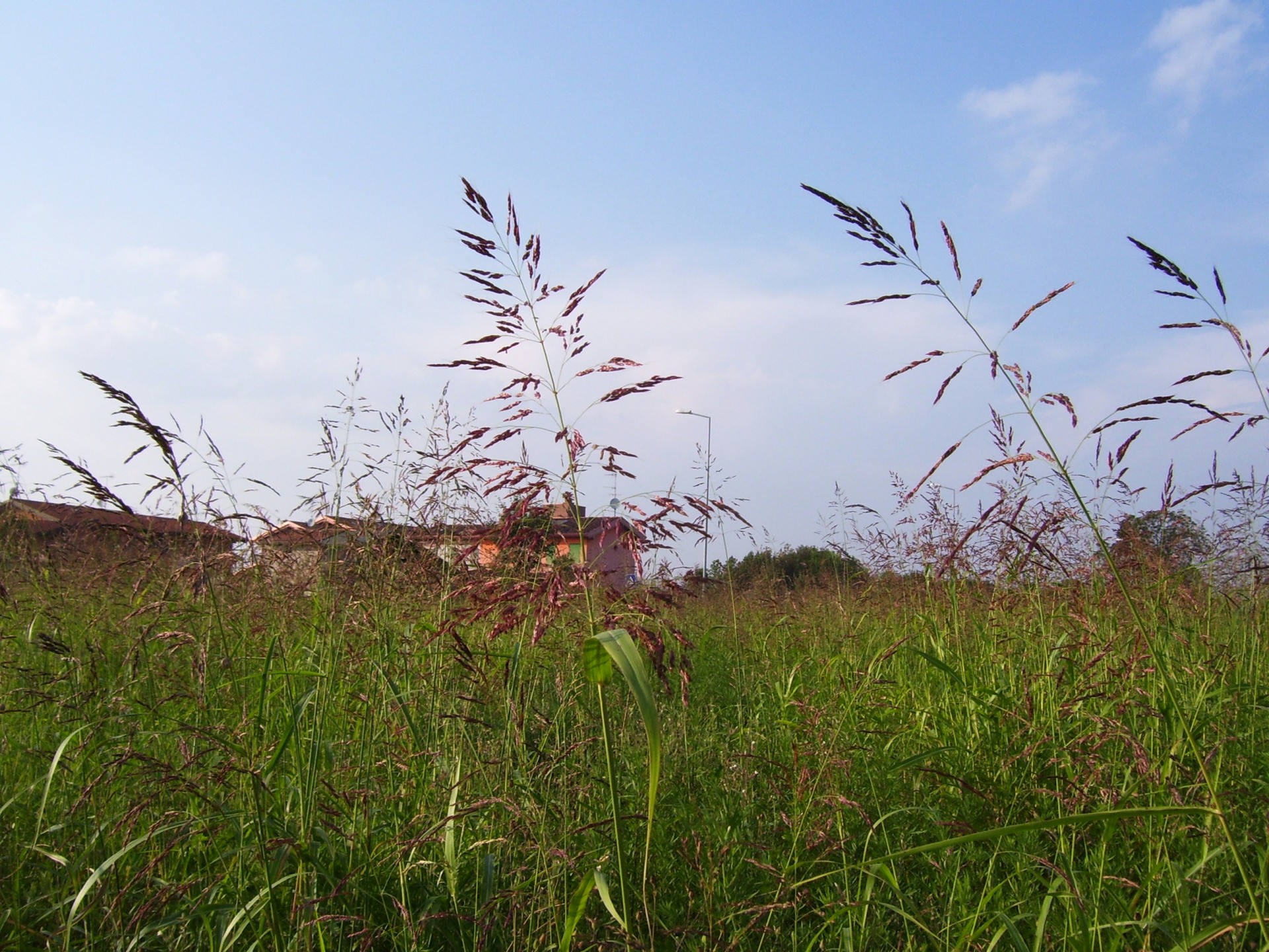 nature fields landscape free photo