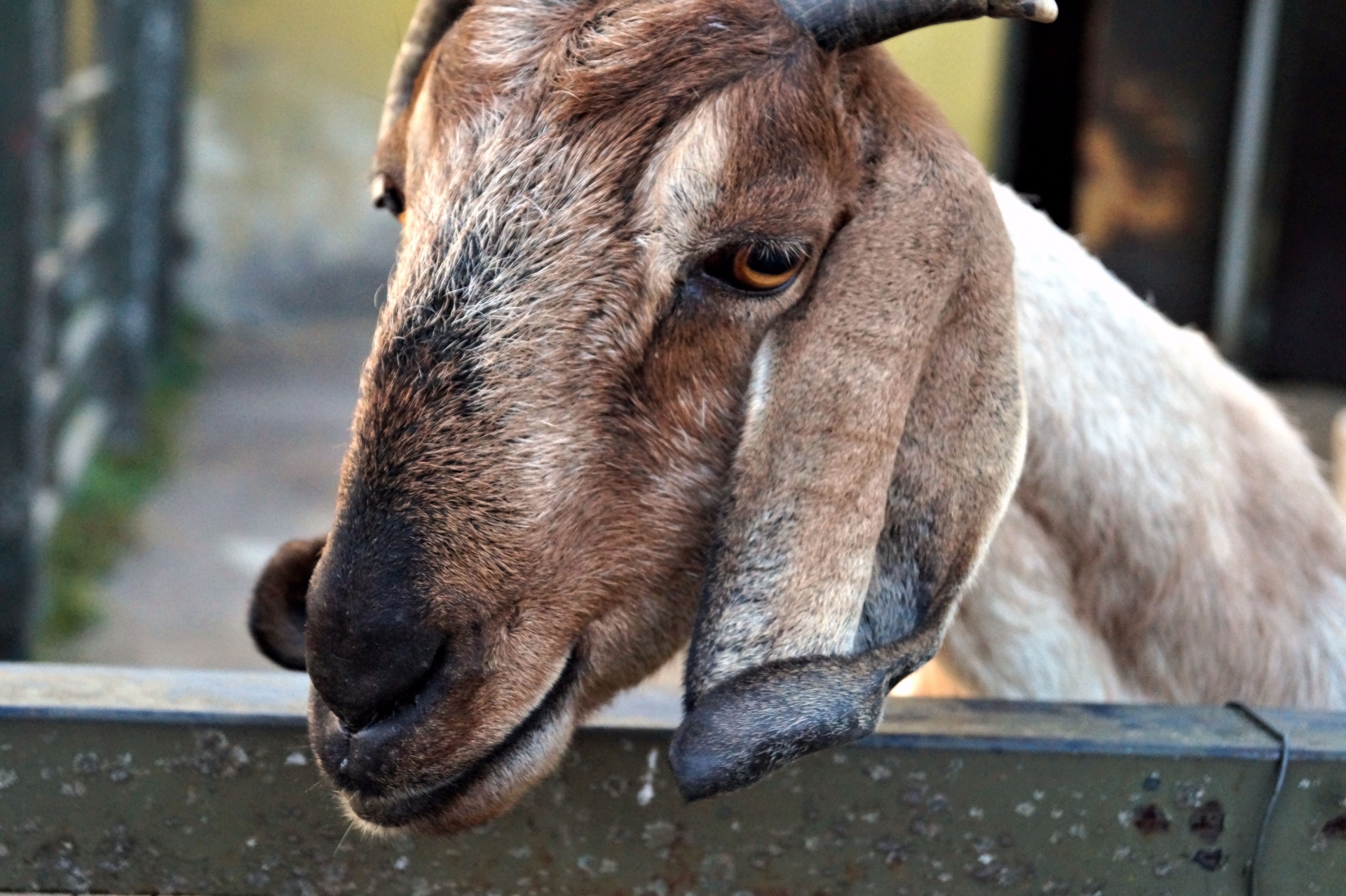 goat animal bleat free photo