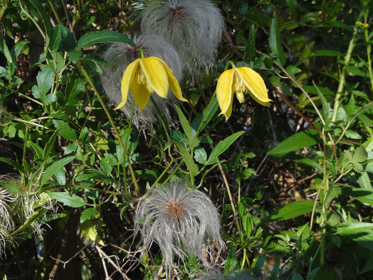 pagoda clematis chiisanensis free photo