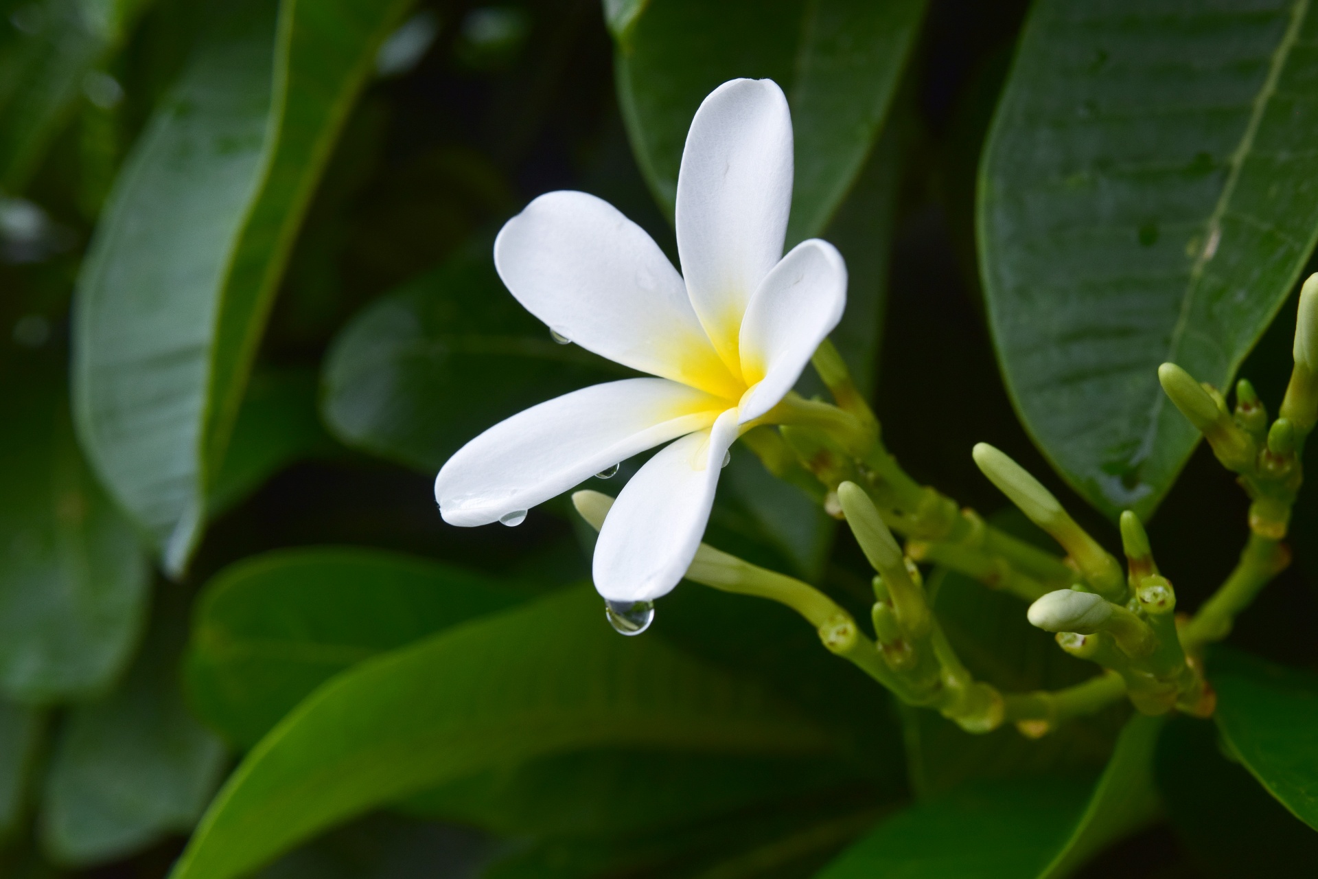 pagoda flower white free photo