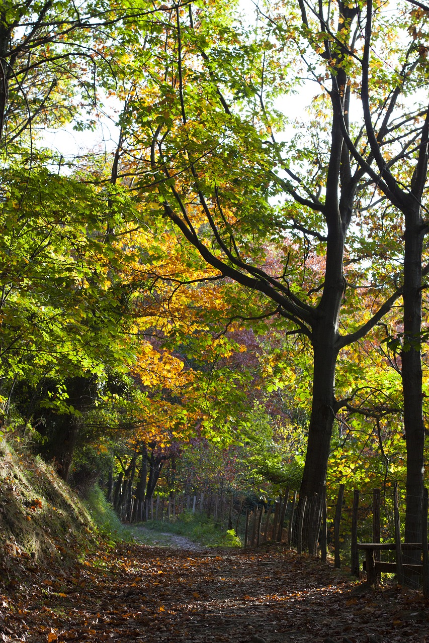 pagoeta forest autumn free photo