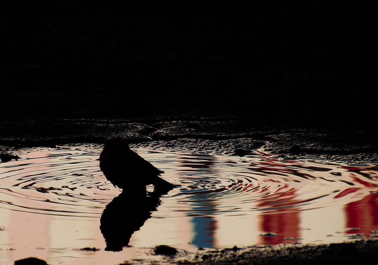 paige pond silhouette free photo