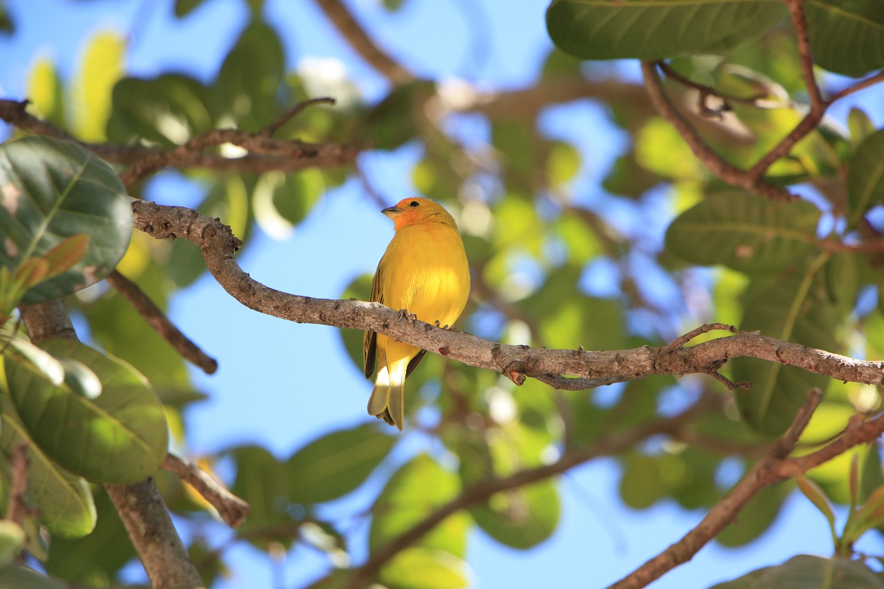 paige yellow bird free photo