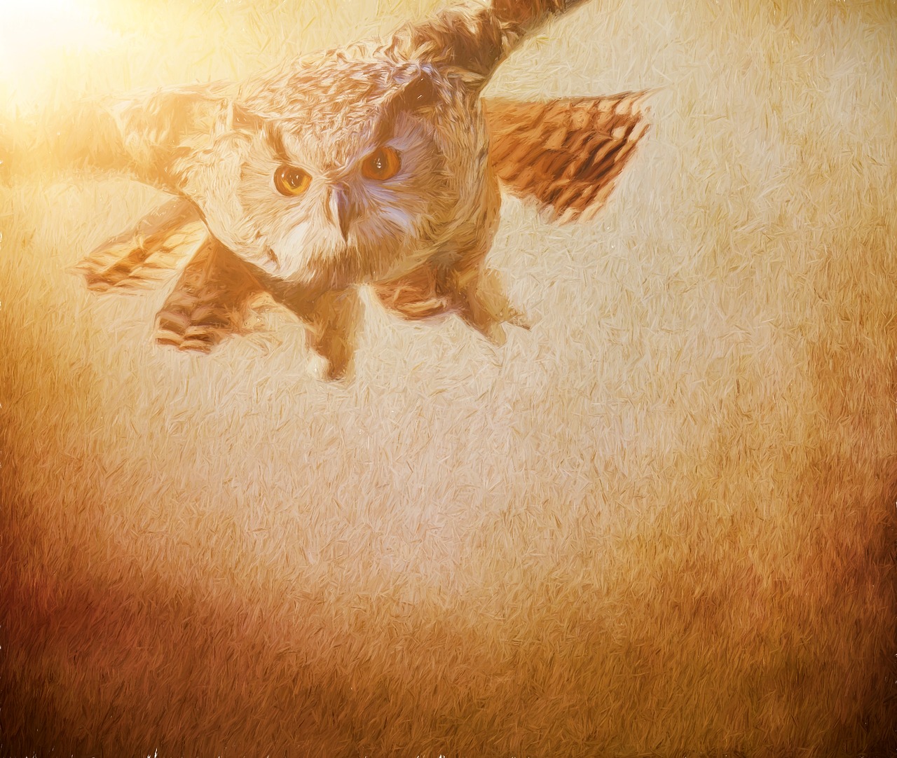 paint  art  owl free photo
