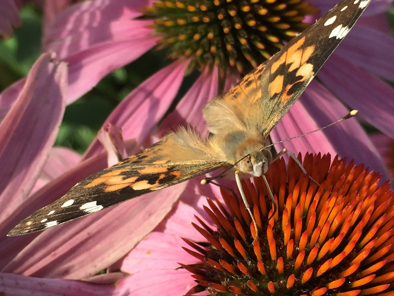painted lady butterfly free photo
