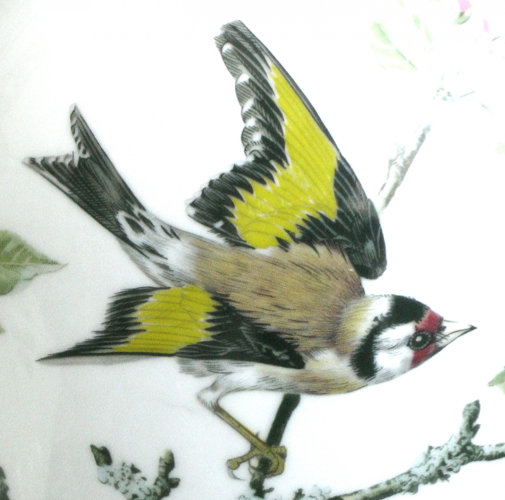 bird birds painted free photo