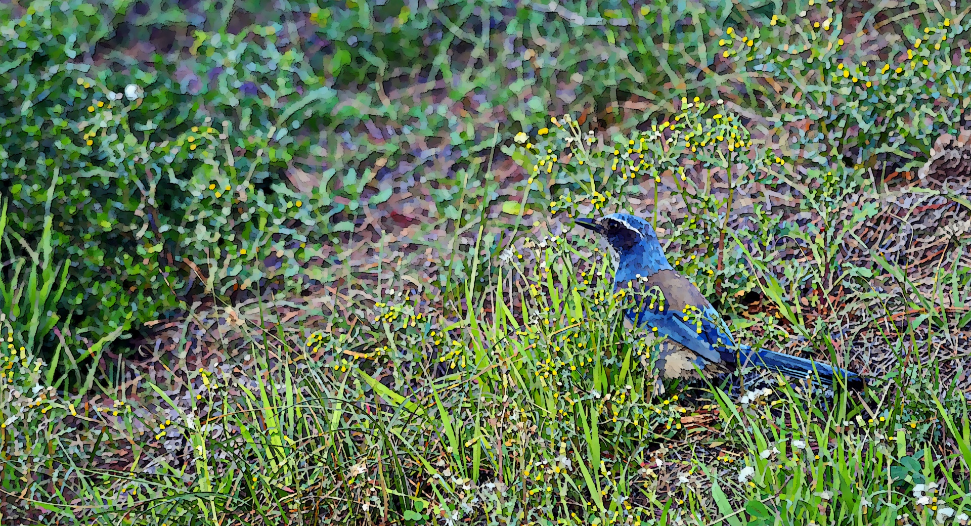 bluebird blue bird bird free photo