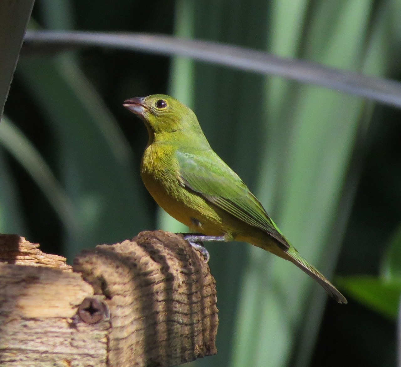 painted bunting bird perched free photo