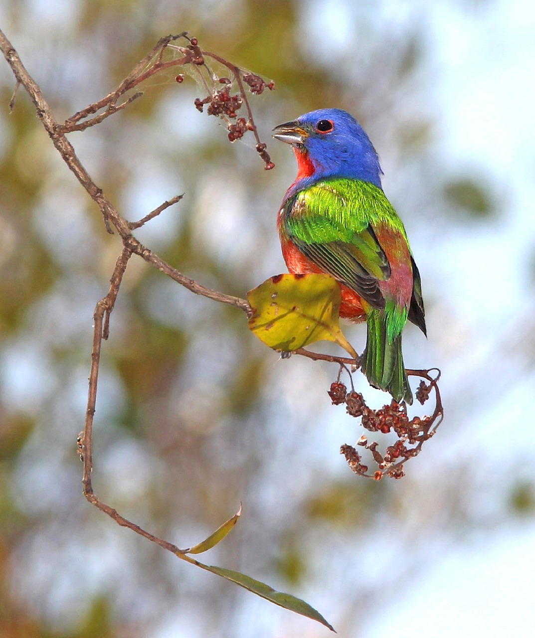 painted bunting bird perched free photo