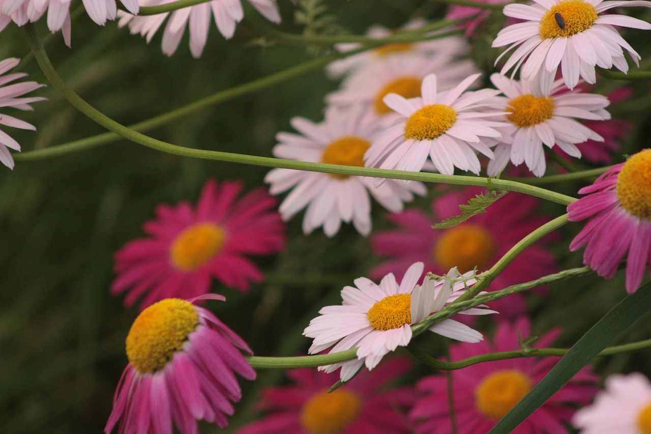 painted daisies garden plant free photo