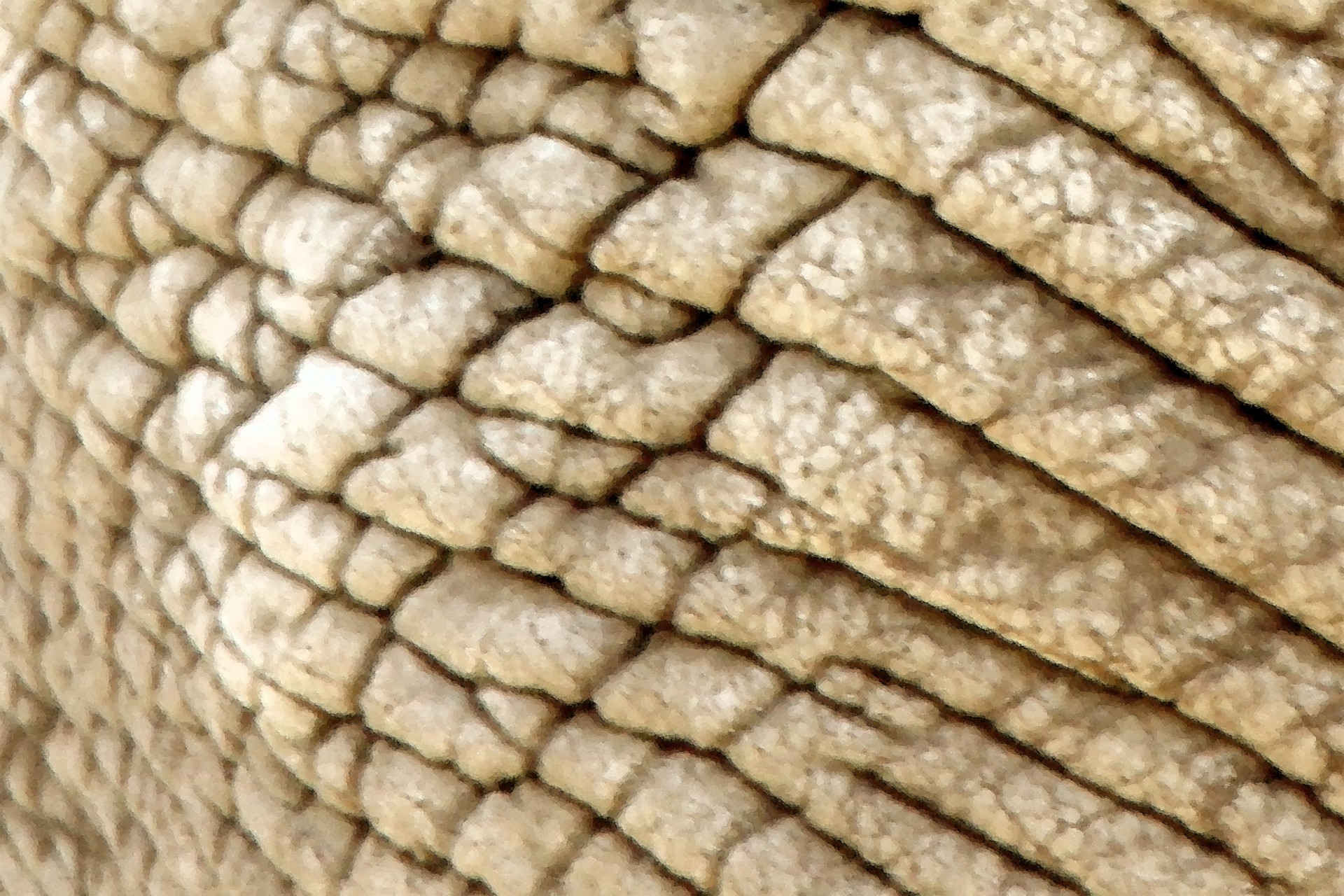 texture elephant elephant skin free photo
