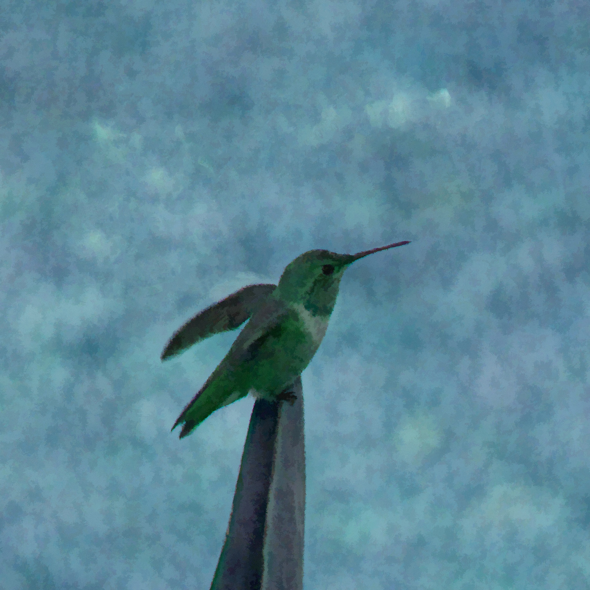 hummingbird perched sitting free photo