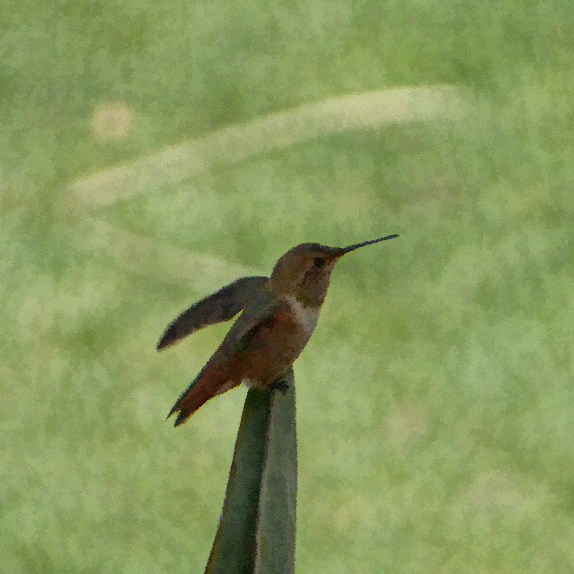 hummingbird perched sitting free photo