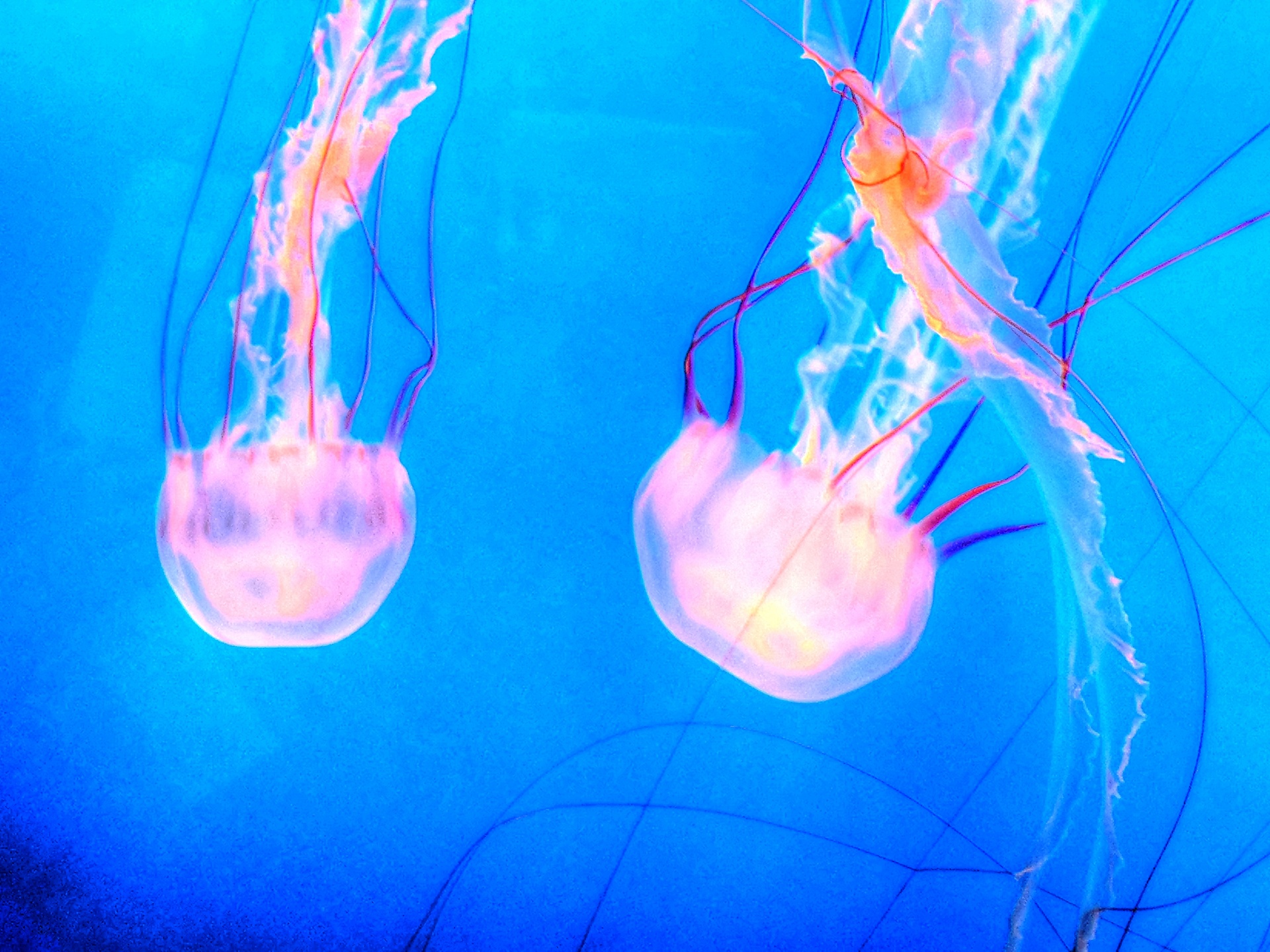 artistic painterly jelly fish free photo