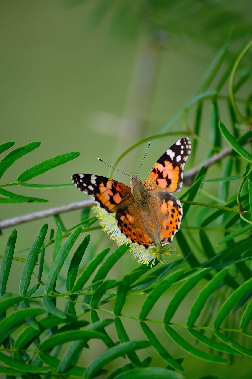 painted lady butterfly resting in plant green free photo
