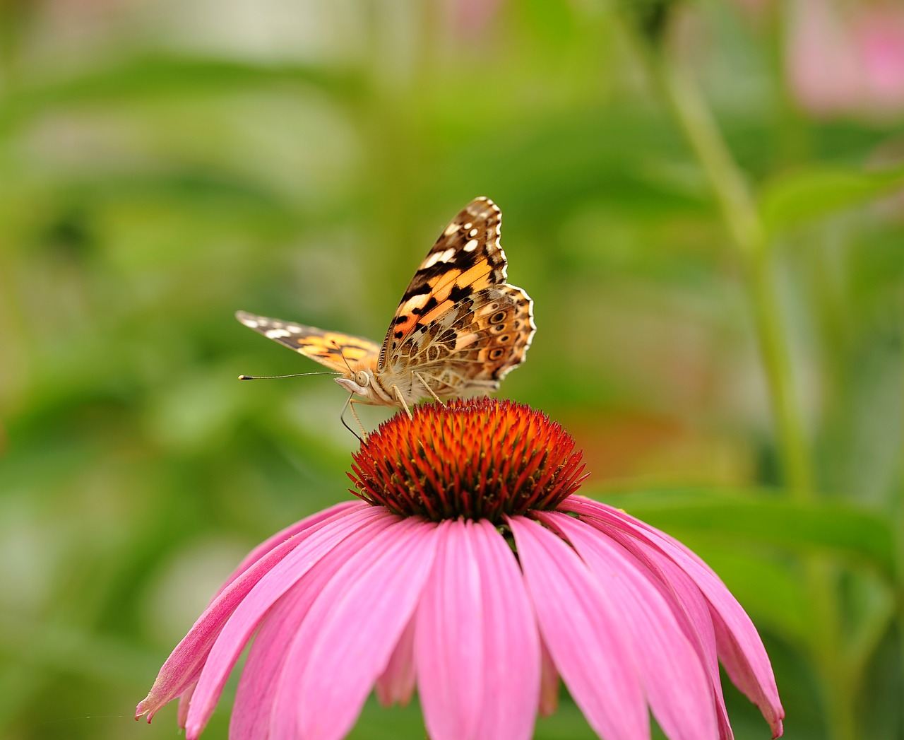 painted lady butterfly insect free photo