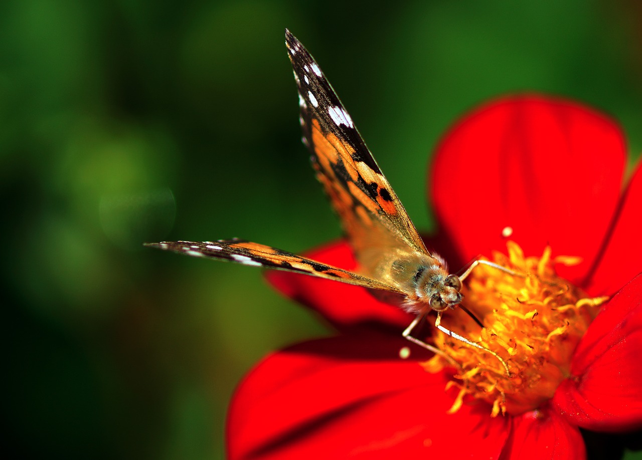 painted lady dahlia red free photo