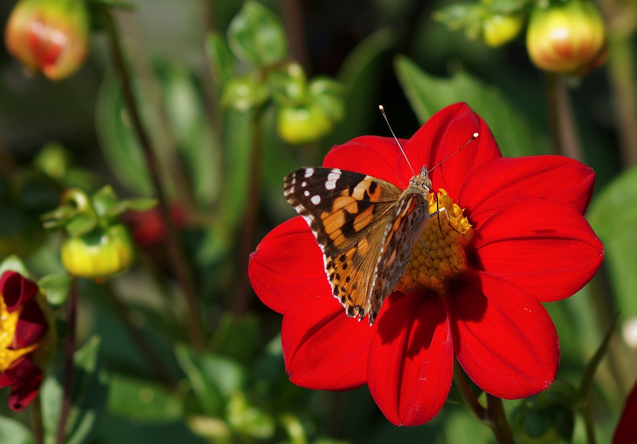 painted lady dahlia red free photo