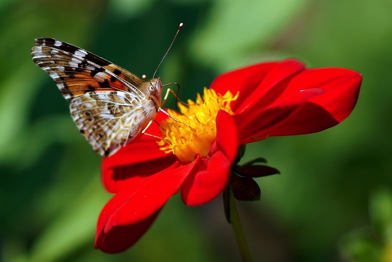painted lady dahlia red free photo