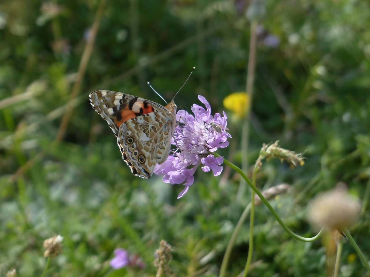 painted lady butterfly vanessa cardui free photo