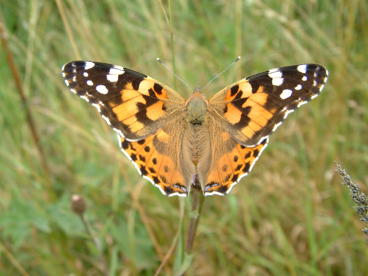 painted lady vanessa butterfly free photo