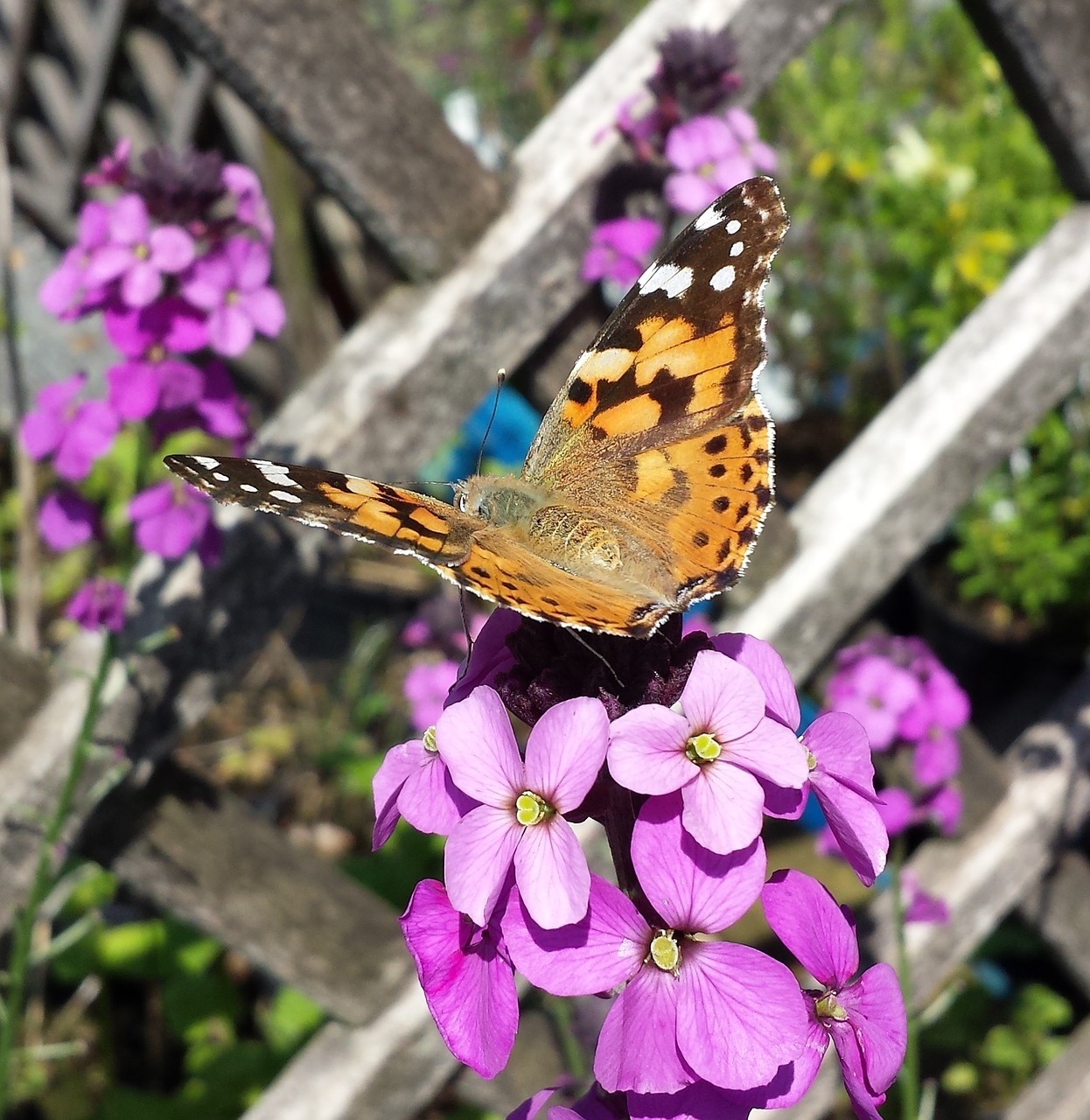 painted lady butterfly insect free photo