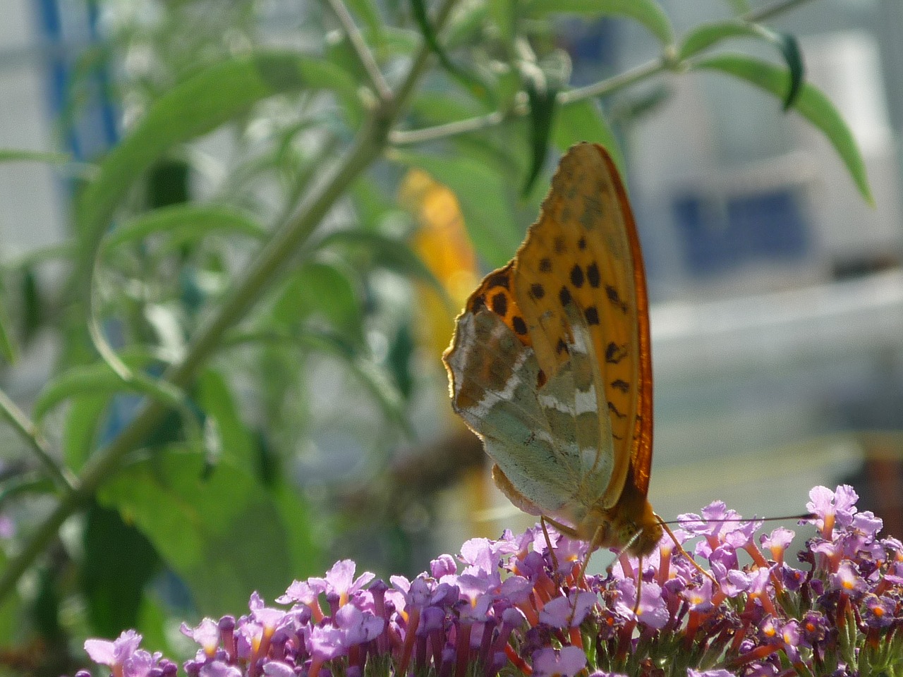 painted lady nature butterfly free photo