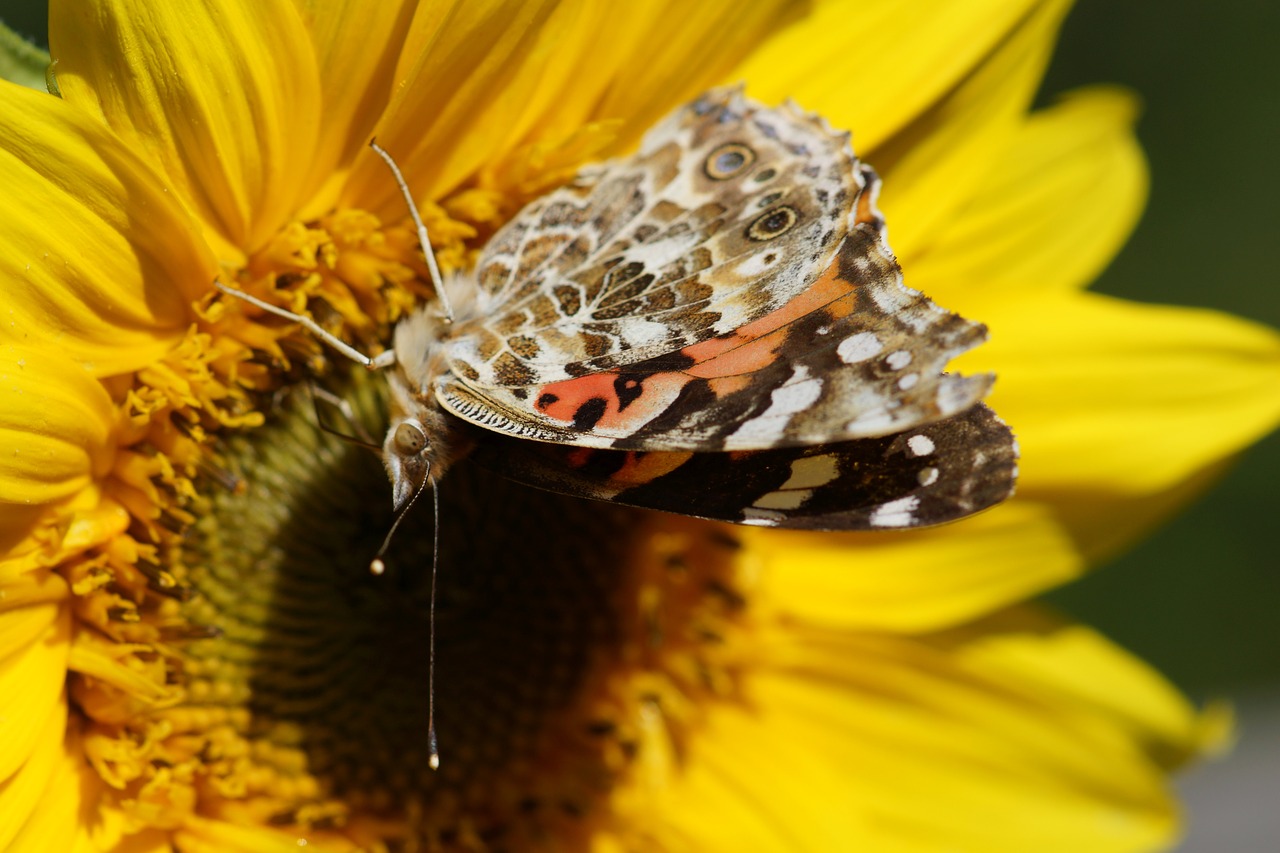 painted lady butterfly sunflower free photo