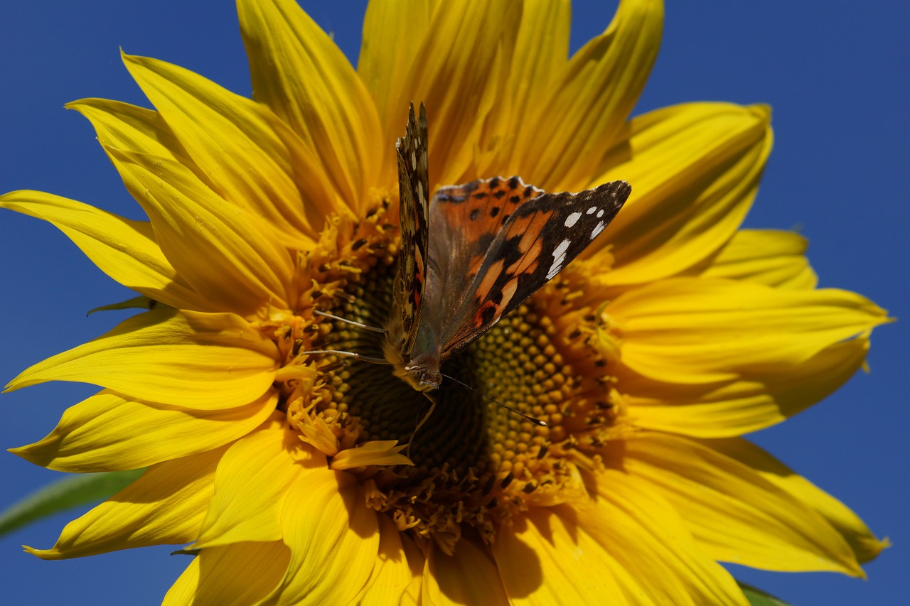 painted lady butterfly sunflower free photo