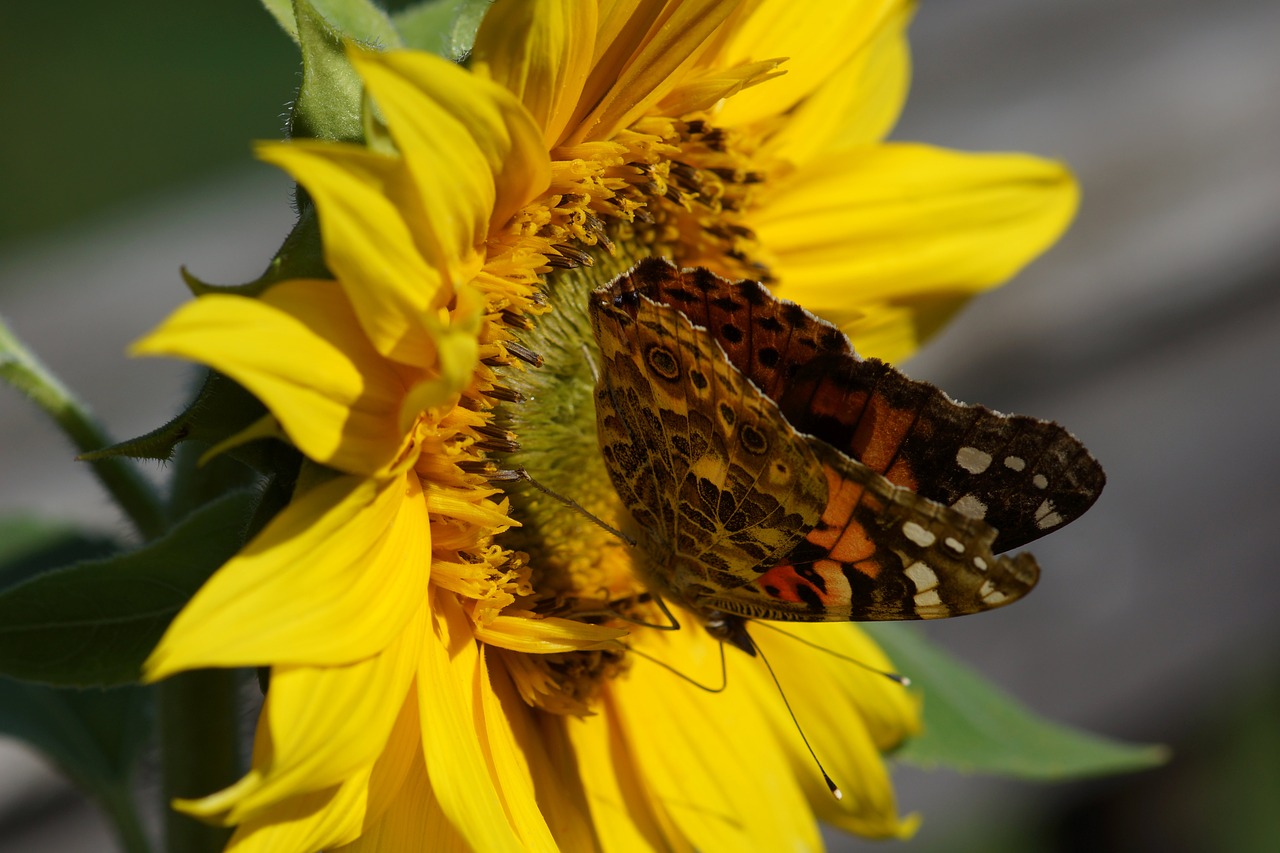 painted lady butterfly sunflower free photo