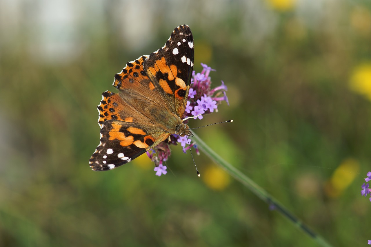 painted lady butterfly wings free photo