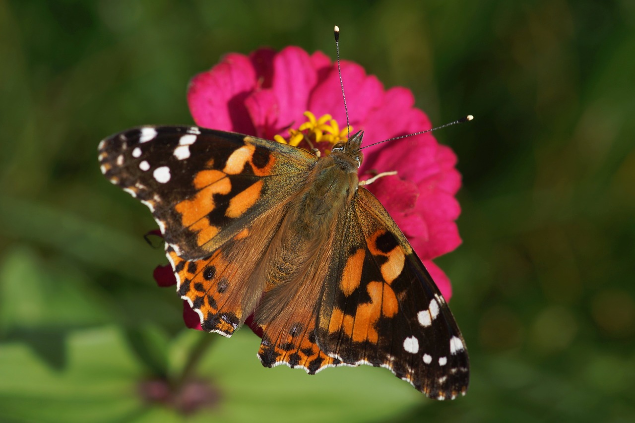 painted lady butterfly flower free photo