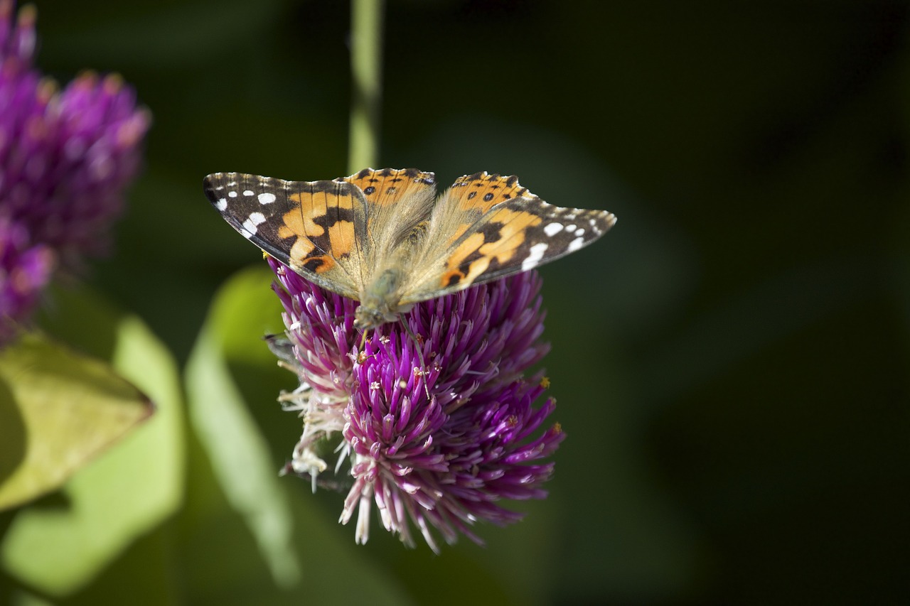 painted lady migration butterfly free photo