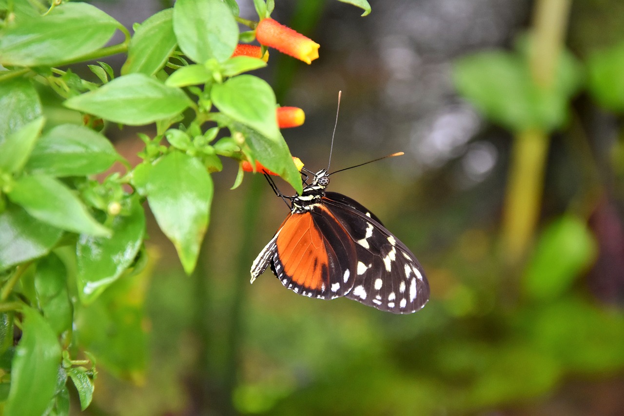 painted lady butterfly tropical butterfly free photo